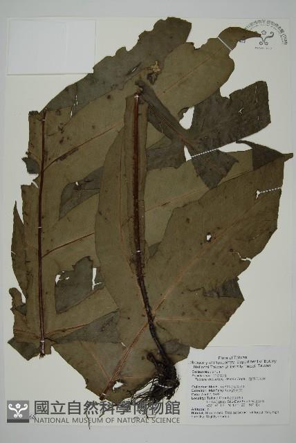 翅柄三叉蕨藏品圖，第1張