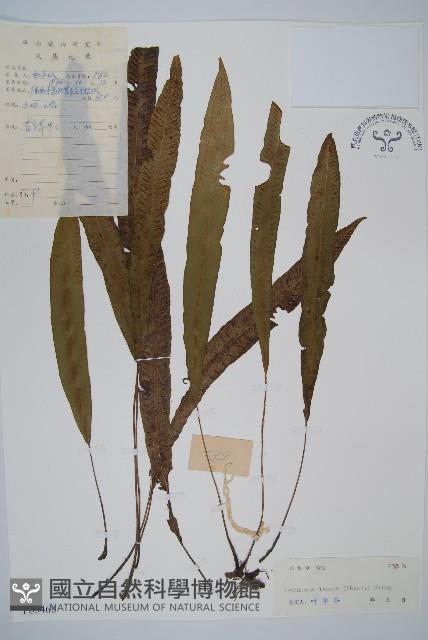 單葉雙蓋蕨藏品圖，第1張