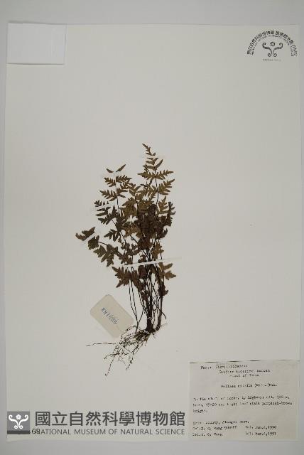 旱蕨藏品圖，第1張