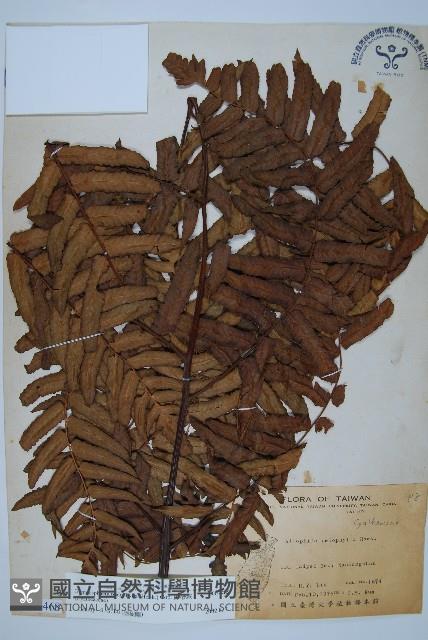 黑桫蕨藏品圖，第1張