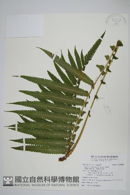 蘭嶼大葉毛蕨、蘭嶼圓脈蕨藏品圖，第1張