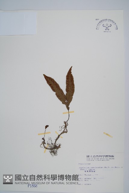 單葉雙蓋蕨藏品圖，第1張