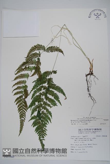 密腺副金星蕨藏品圖，第1張