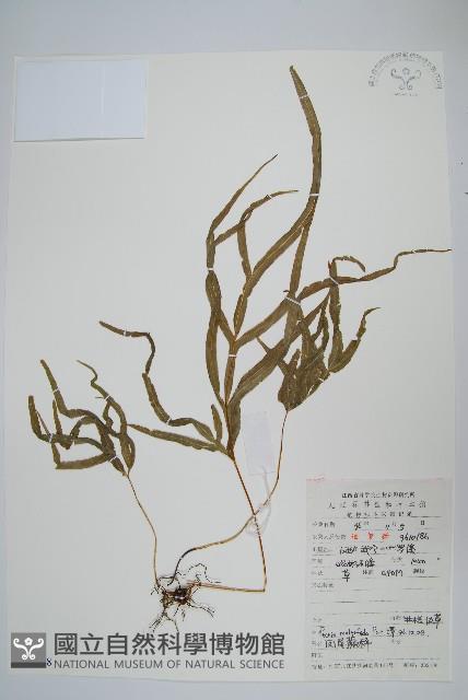 鳳尾蕨藏品圖，第1張