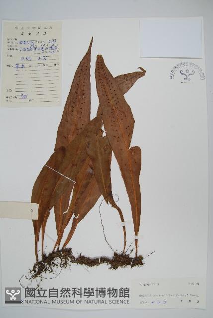 斷線蕨藏品圖，第1張