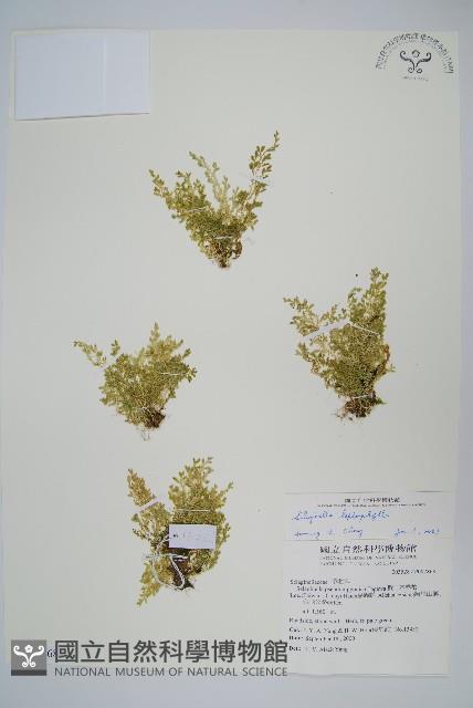 膜葉卷柏藏品圖，第1張