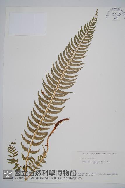 三叉耳蕨藏品圖，第1張