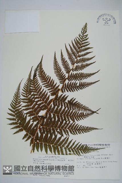 粗毛金星蕨藏品圖，第1張