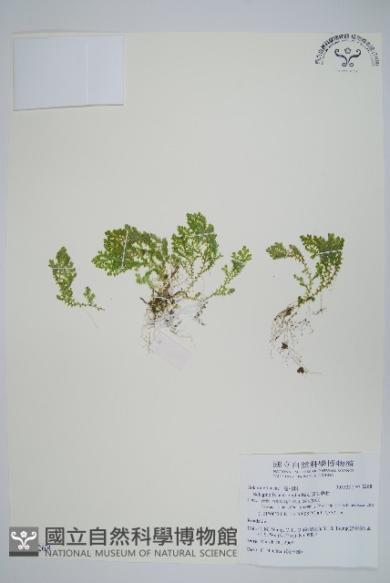 膜葉卷柏藏品圖，第1張