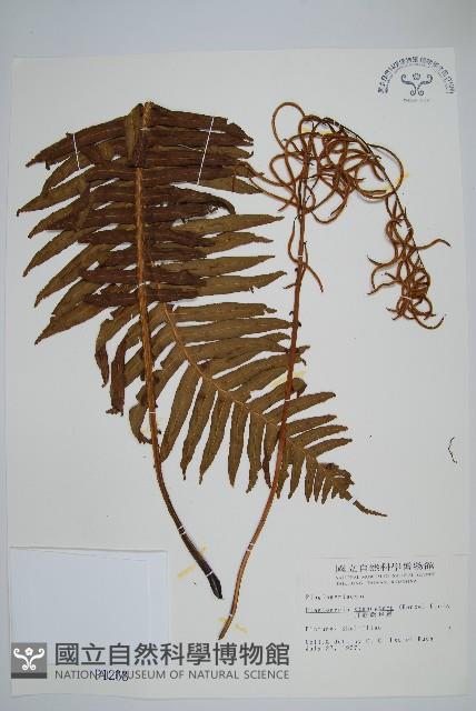 耳形瘤足蕨藏品圖，第1張