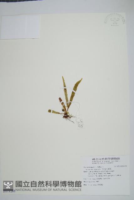 毛禾葉蕨藏品圖，第1張