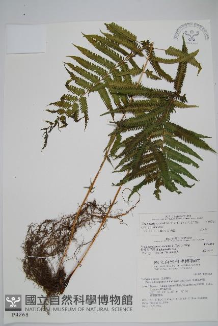 斜葉金星蕨藏品圖，第1張