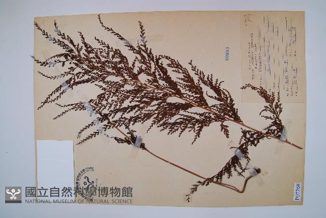 烏蕨藏品圖，第1張