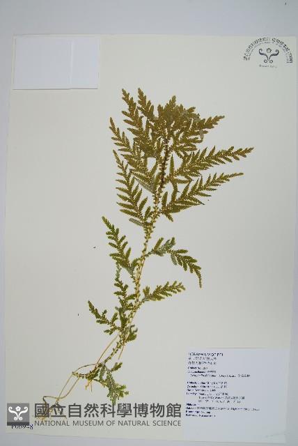 全緣卷柏藏品圖，第1張