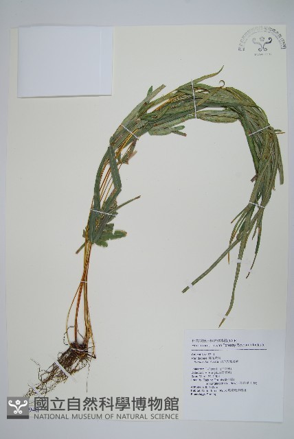 城戶氏鳳尾蕨藏品圖，第1張