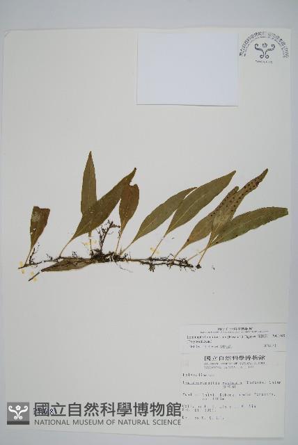 骨牌蕨藏品圖，第1張