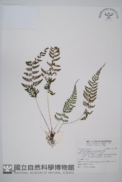 蓬萊蹄蓋蕨藏品圖，第1張