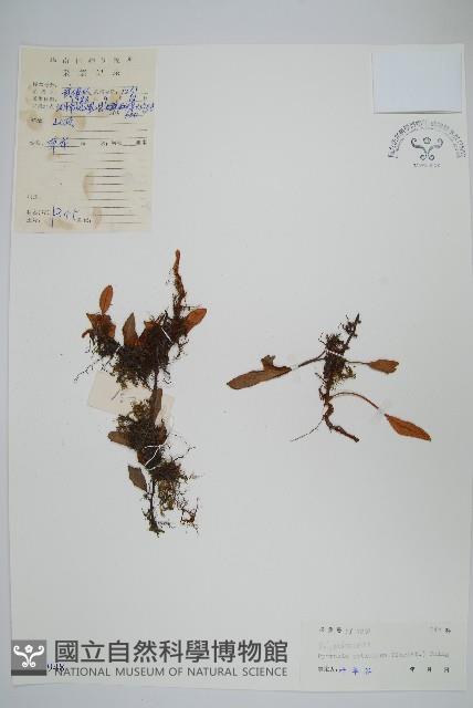 有柄石韋藏品圖，第1張