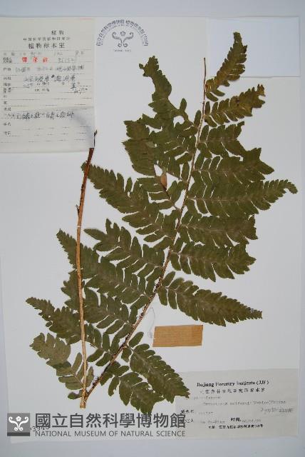同形鱗毛蕨藏品圖，第1張