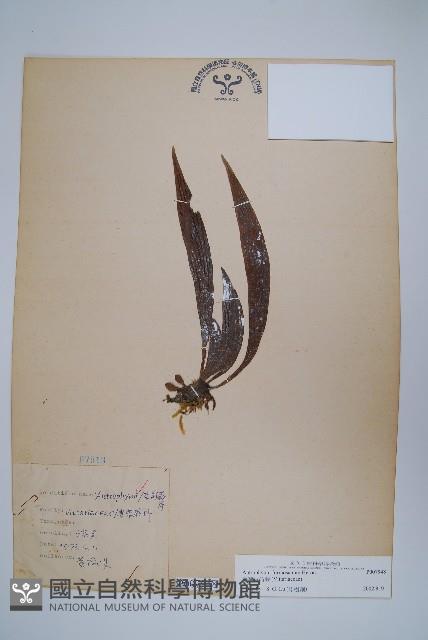 臺灣車前蕨藏品圖，第1張