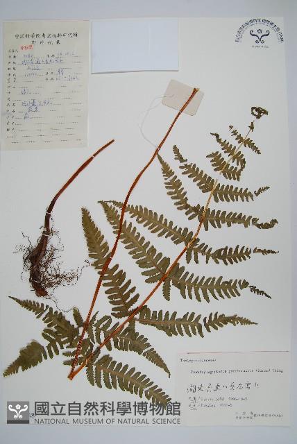 紫柄蕨藏品圖，第1張