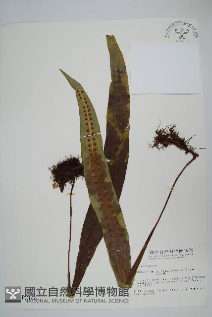 大星蕨藏品圖，第1張