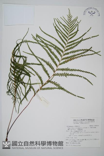 二羽達邊蕨藏品圖，第1張