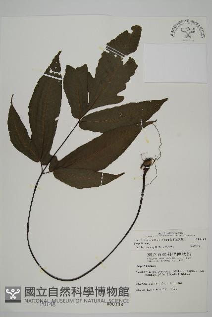 紫柄三叉蕨藏品圖，第1張