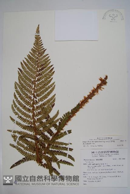 尖葉耳蕨藏品圖，第1張