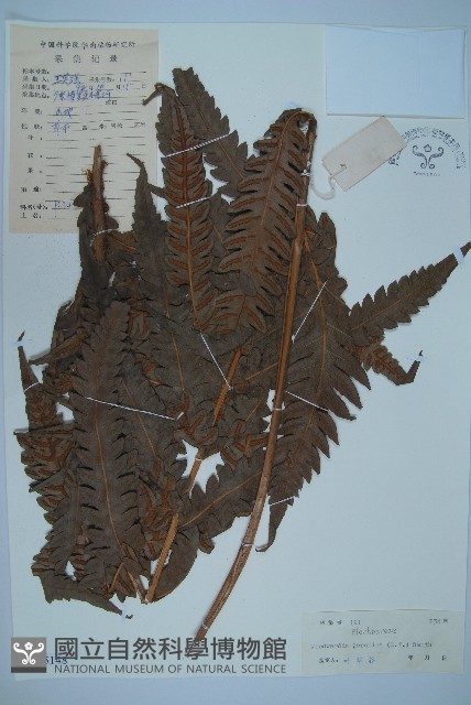 日本狗脊蕨藏品圖，第1張