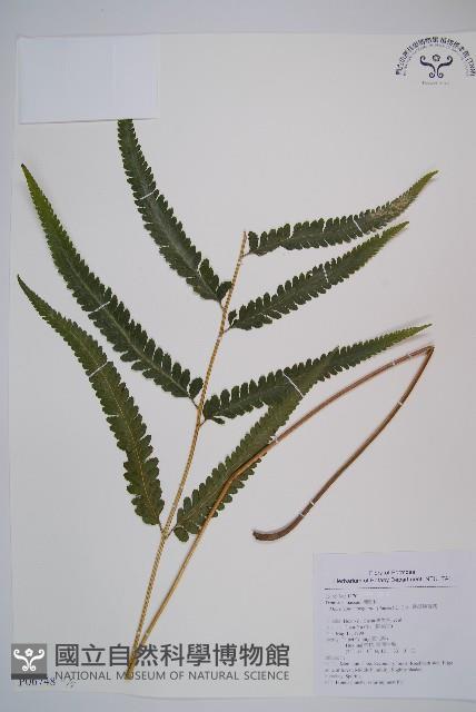 邊緣鱗蓋蕨藏品圖，第1張