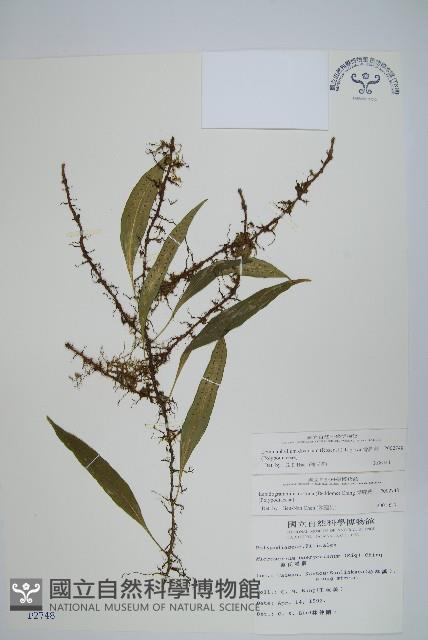 骨牌蕨藏品圖，第1張