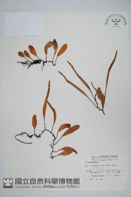 Accession Number:P000748 Collection Image, Figure 1, Total 2 Figures