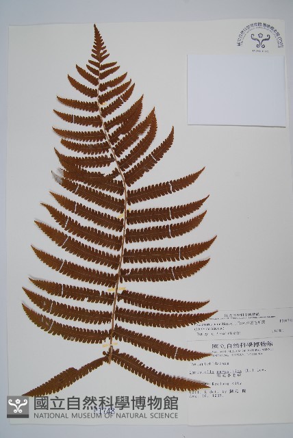 密毛毛蕨藏品圖，第1張