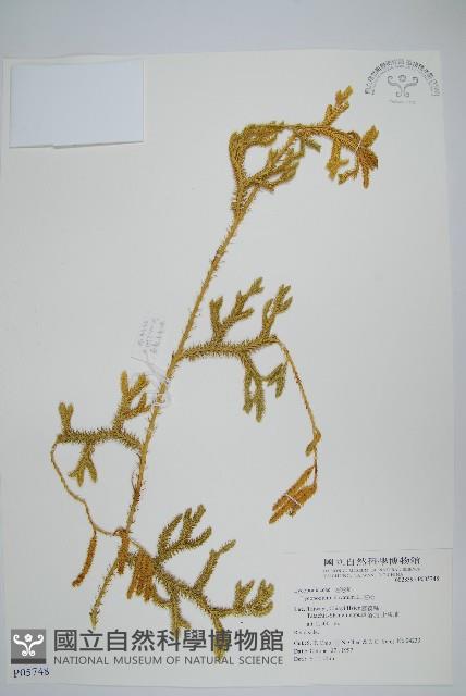 Common clubmoss, Running clubmoss Collection Image, Figure 1, Total 2 Figures