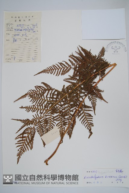 大金星蕨藏品圖，第1張