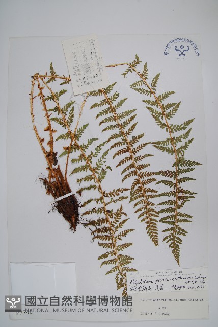 擬栗鱗高山耳蕨藏品圖，第1張