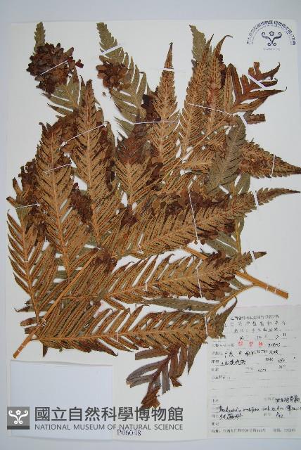 東方狗脊蕨藏品圖，第1張