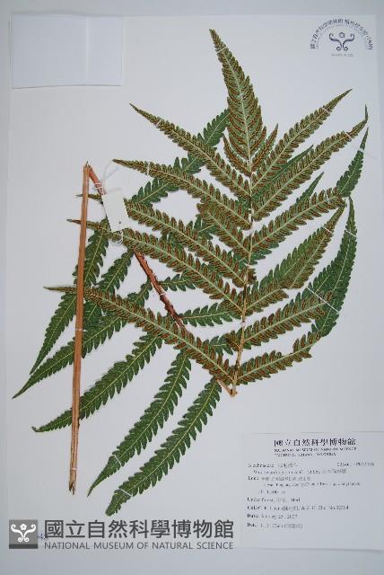 日本狗脊蕨藏品圖，第1張