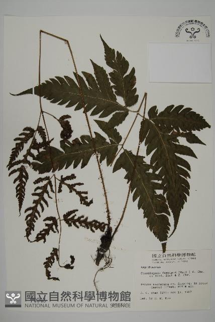 屏東擬肋毛蕨藏品圖，第1張