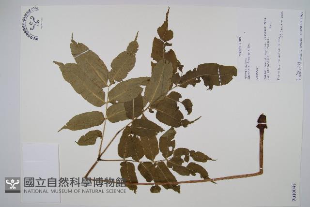 登錄號:P010048藏品圖，第1張