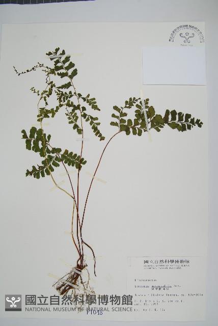 海島鱗始蕨藏品圖，第1張