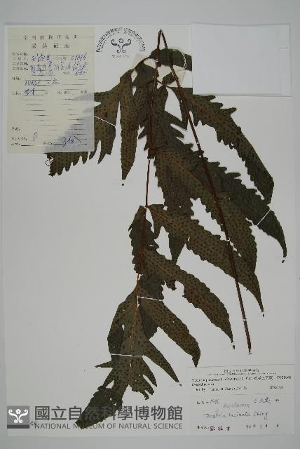 蛇脈三叉蕨藏品圖，第1張