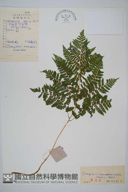 東北角蕨藏品圖，第1張