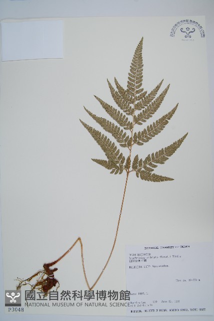 細葉複葉耳蕨藏品圖，第1張