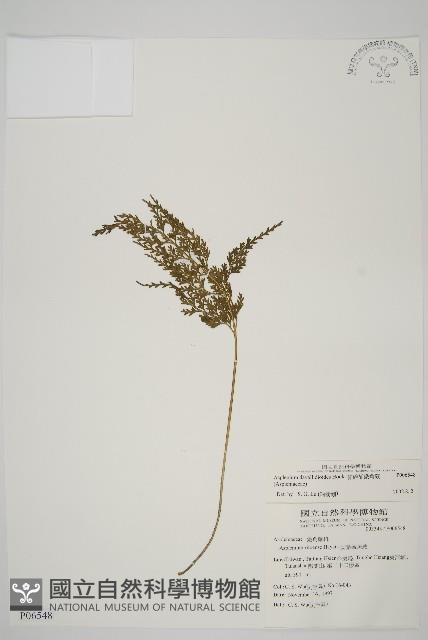 骨碎補鐵角蕨藏品圖，第1張