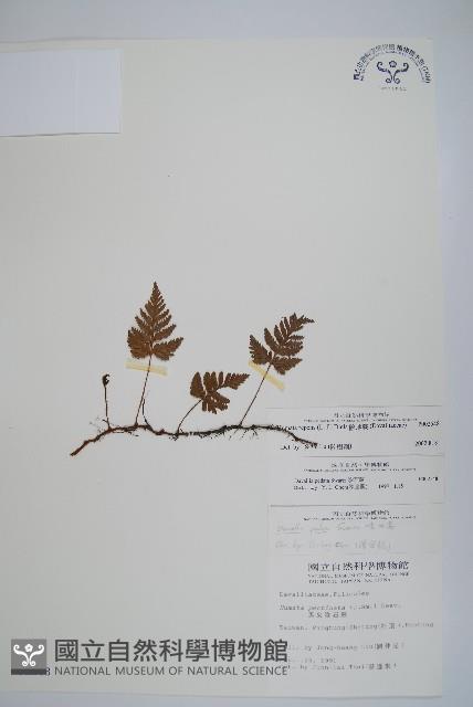 陰石蕨藏品圖，第1張