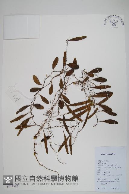 抱石蓮藏品圖，第1張