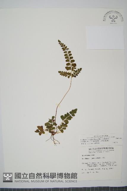 三角葉陵齒蕨藏品圖，第1張