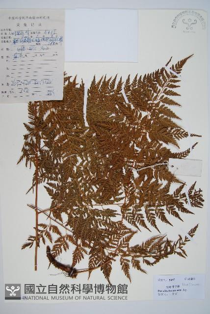 大葉骨碎補、台灣骨碎補、骨碎補藏品圖，第1張